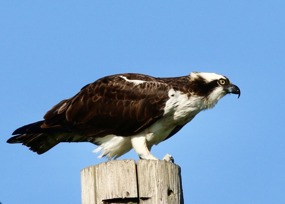 Osprey - ML647973228