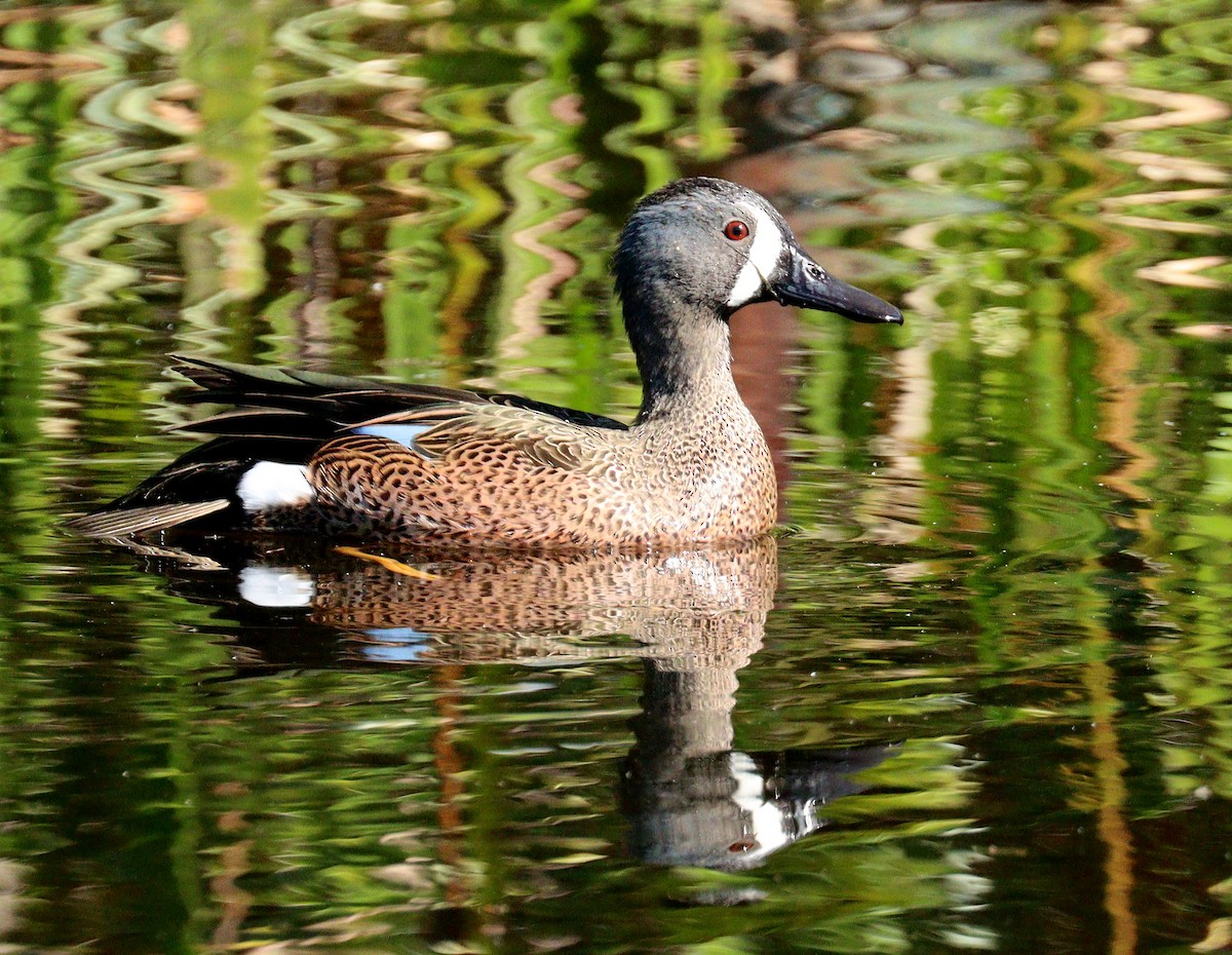 eBird Checklist - 1 Jan 2026 - Green Cay Wetlands & Nature Center - 41 ...