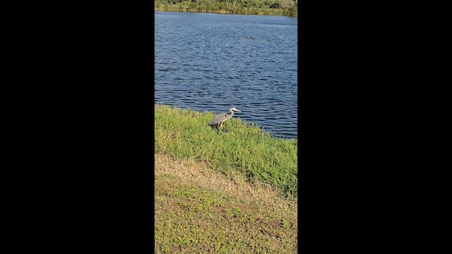 Great Blue Heron - ML647975280