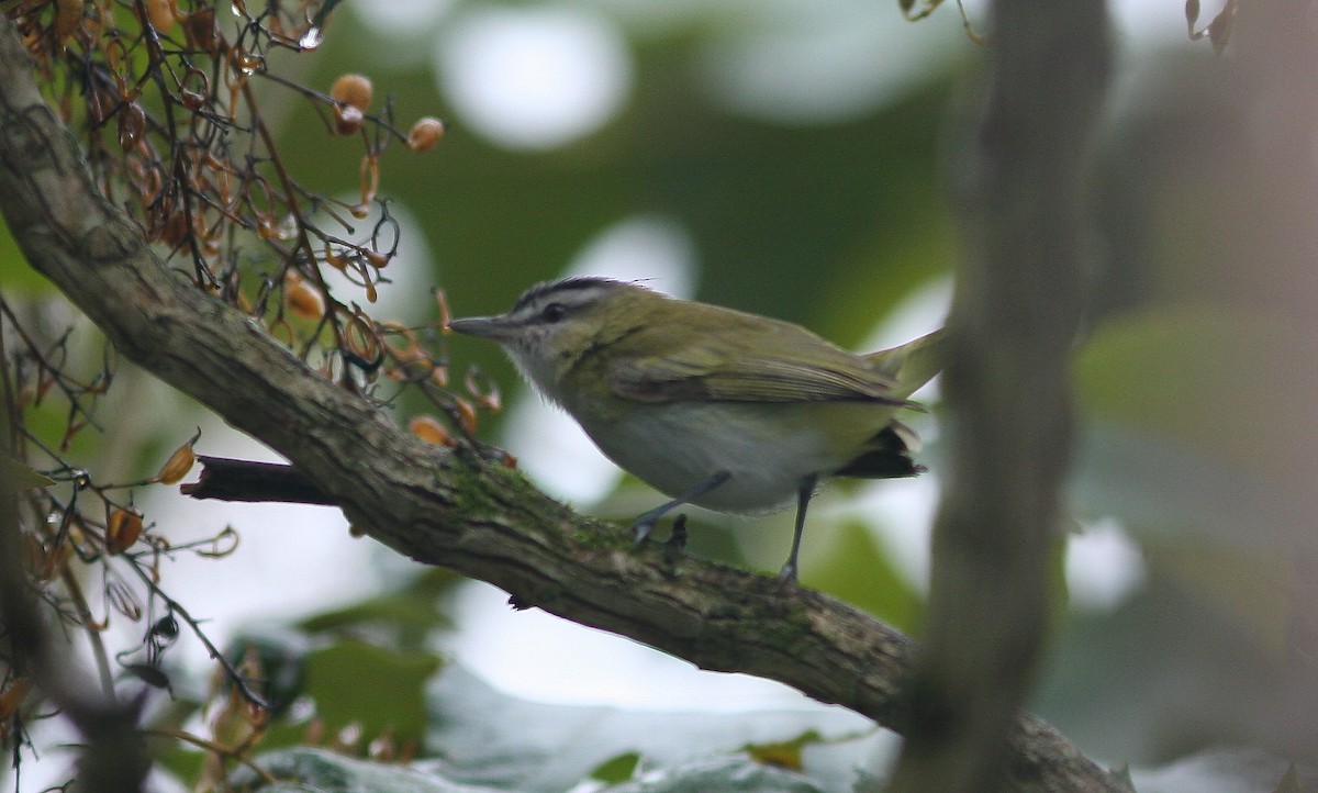 Viréo chivi - ML647975664