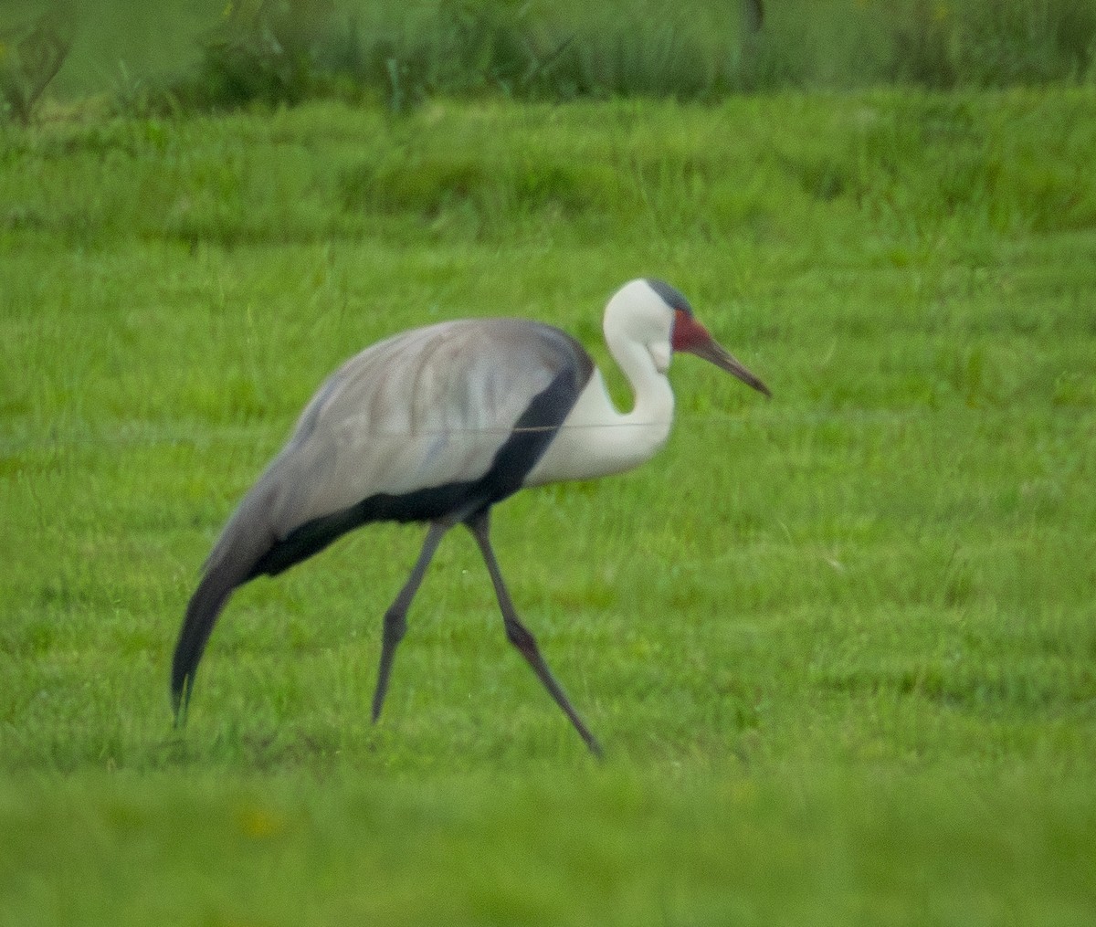 Grue caronculée - ML647975790