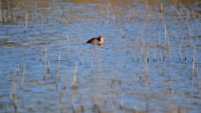 Ahate bizkarzuria - ML647975829