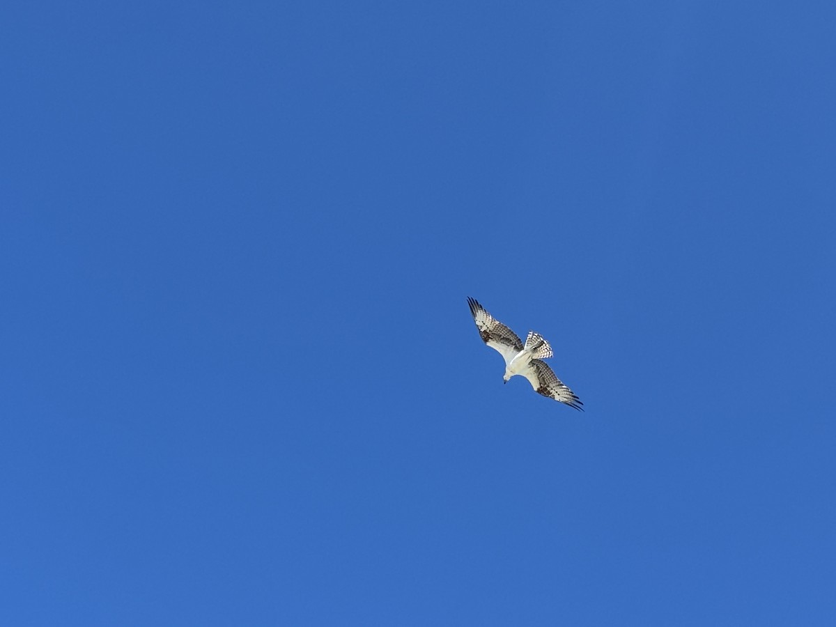 Osprey - ML647976177