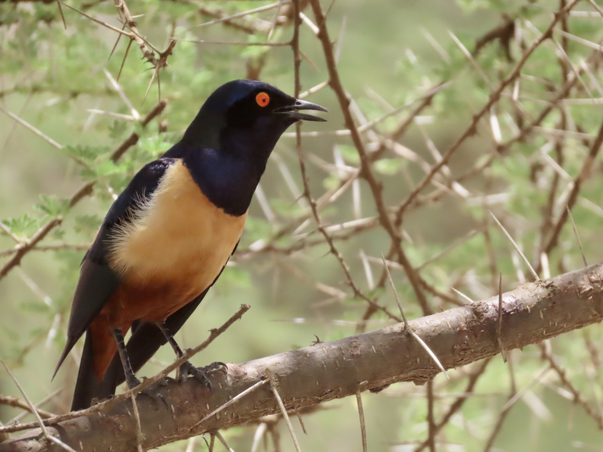 Hildebrandt's Starling - ML647976813
