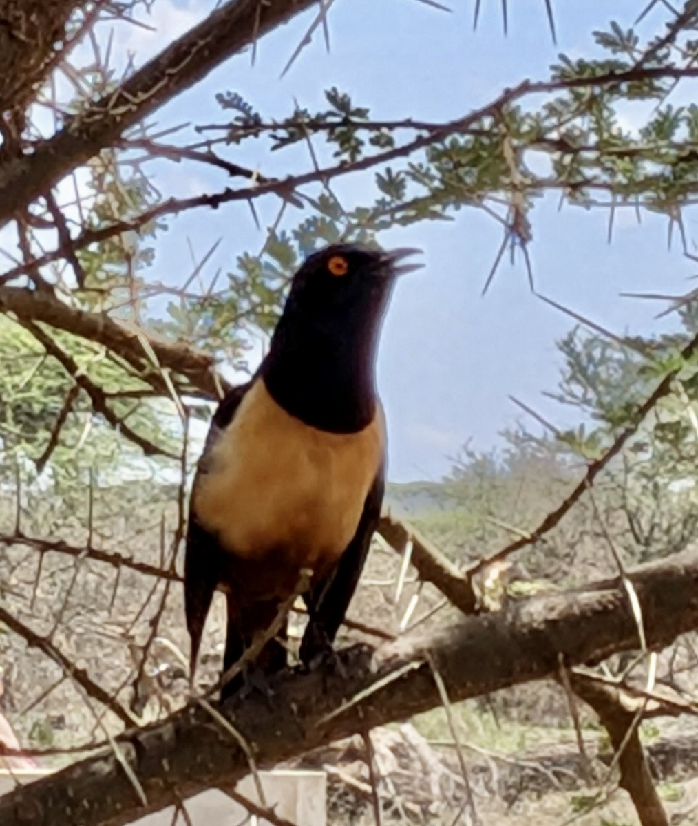 Hildebrandt's Starling - ML647976818