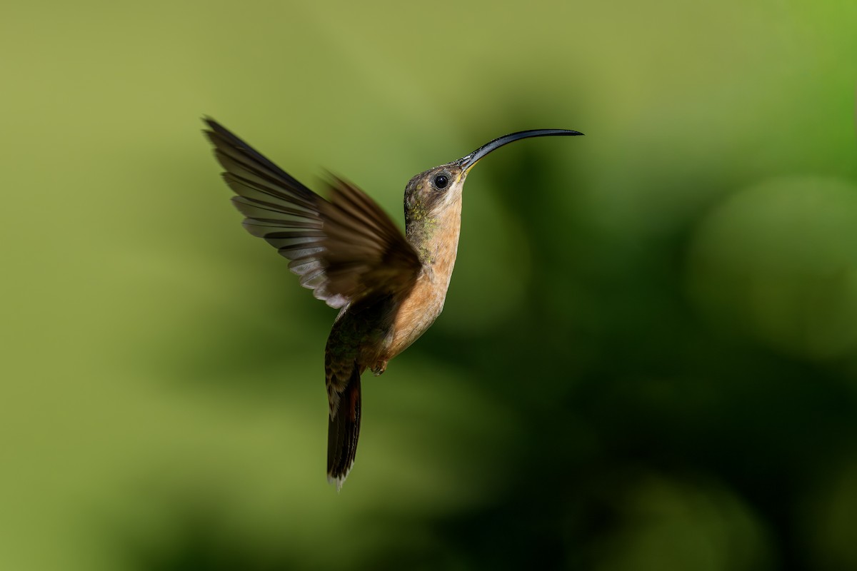 Ерміт-самітник бразильський - ML647977153