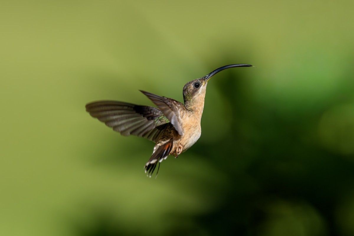 Ерміт-самітник бразильський - ML647977154