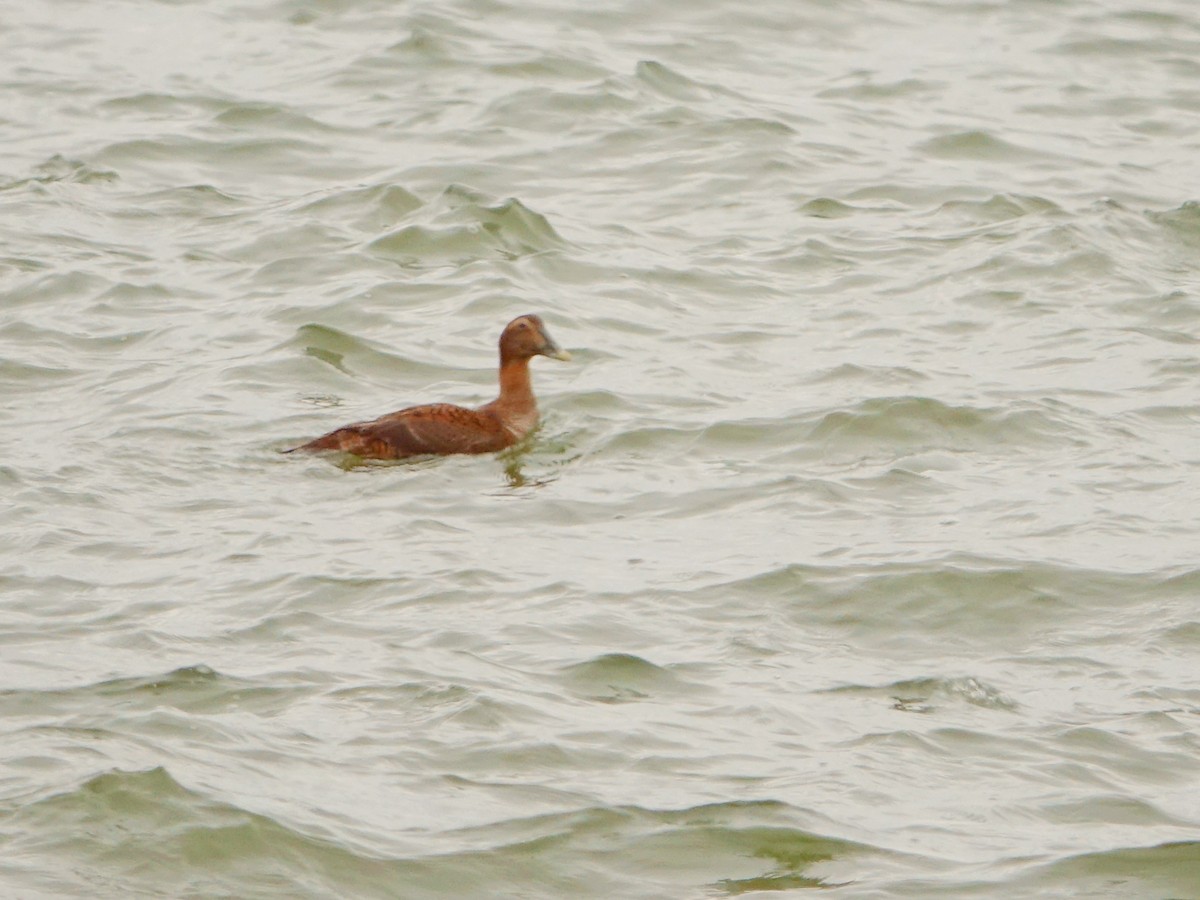 Пухівка зеленошия - ML647977639