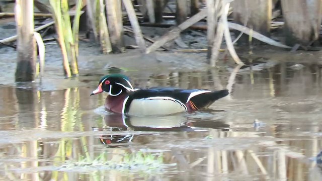 アメリカオシ - ML647978225