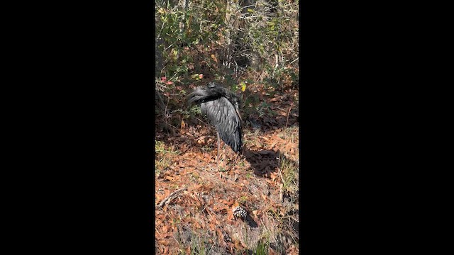 Great Blue Heron - ML647978246