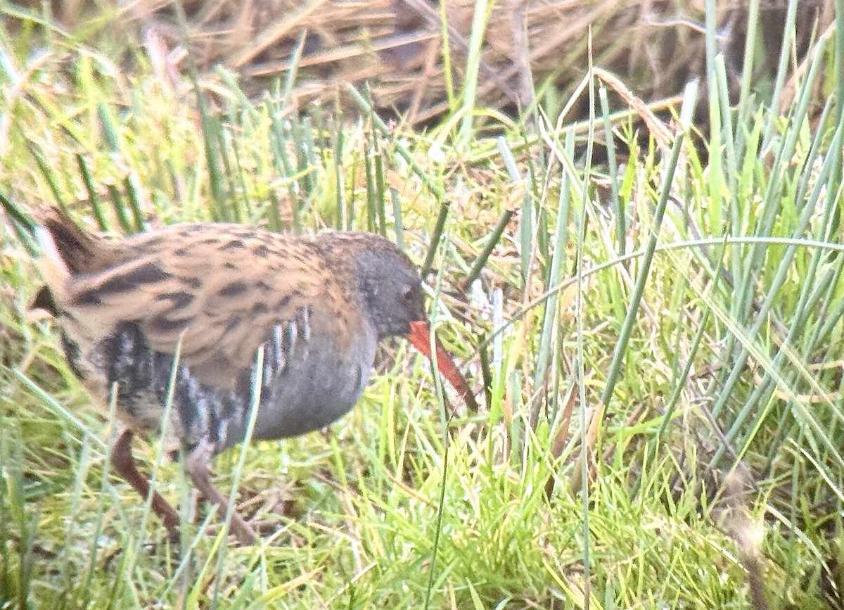 Water Rail - ML647978249