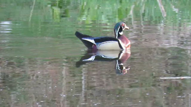 アメリカオシ - ML647978275