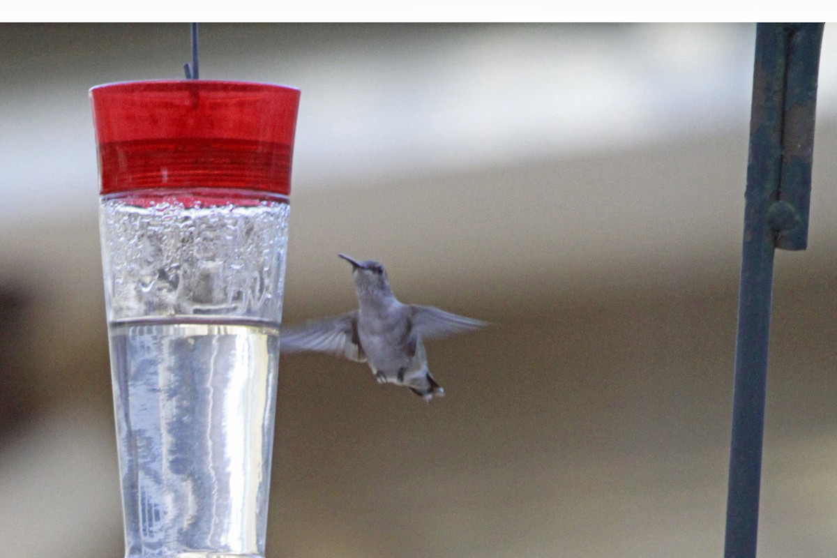 Ruby-throated/Black-chinned Hummingbird - ML647978362