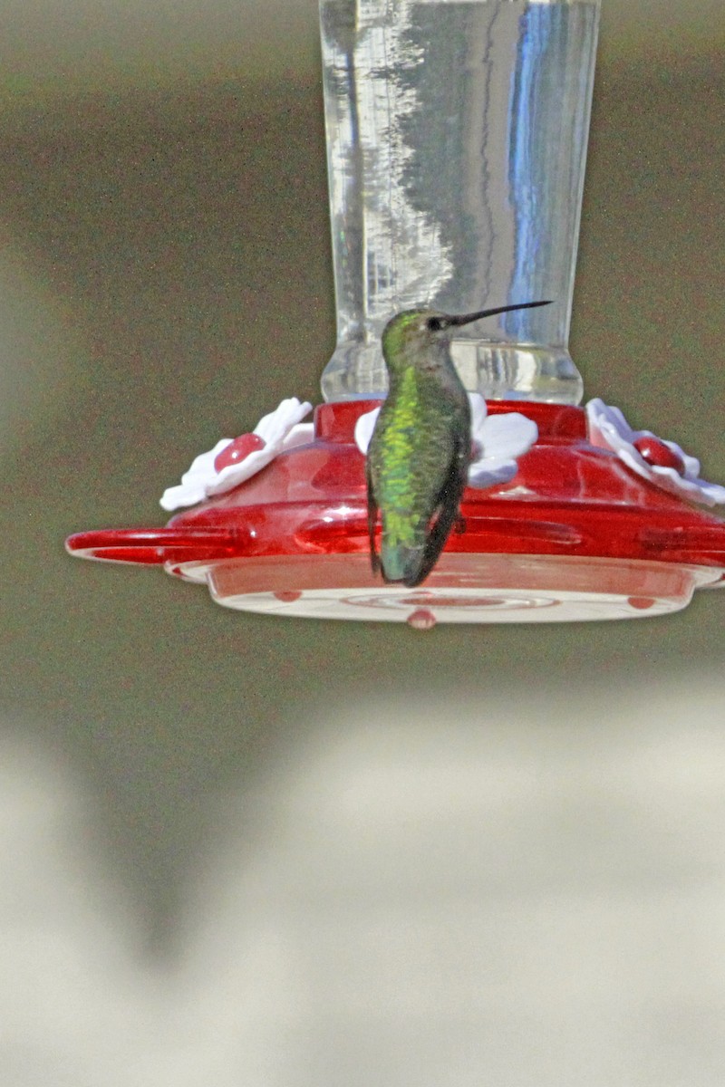 Ruby-throated/Black-chinned Hummingbird - ML647978397