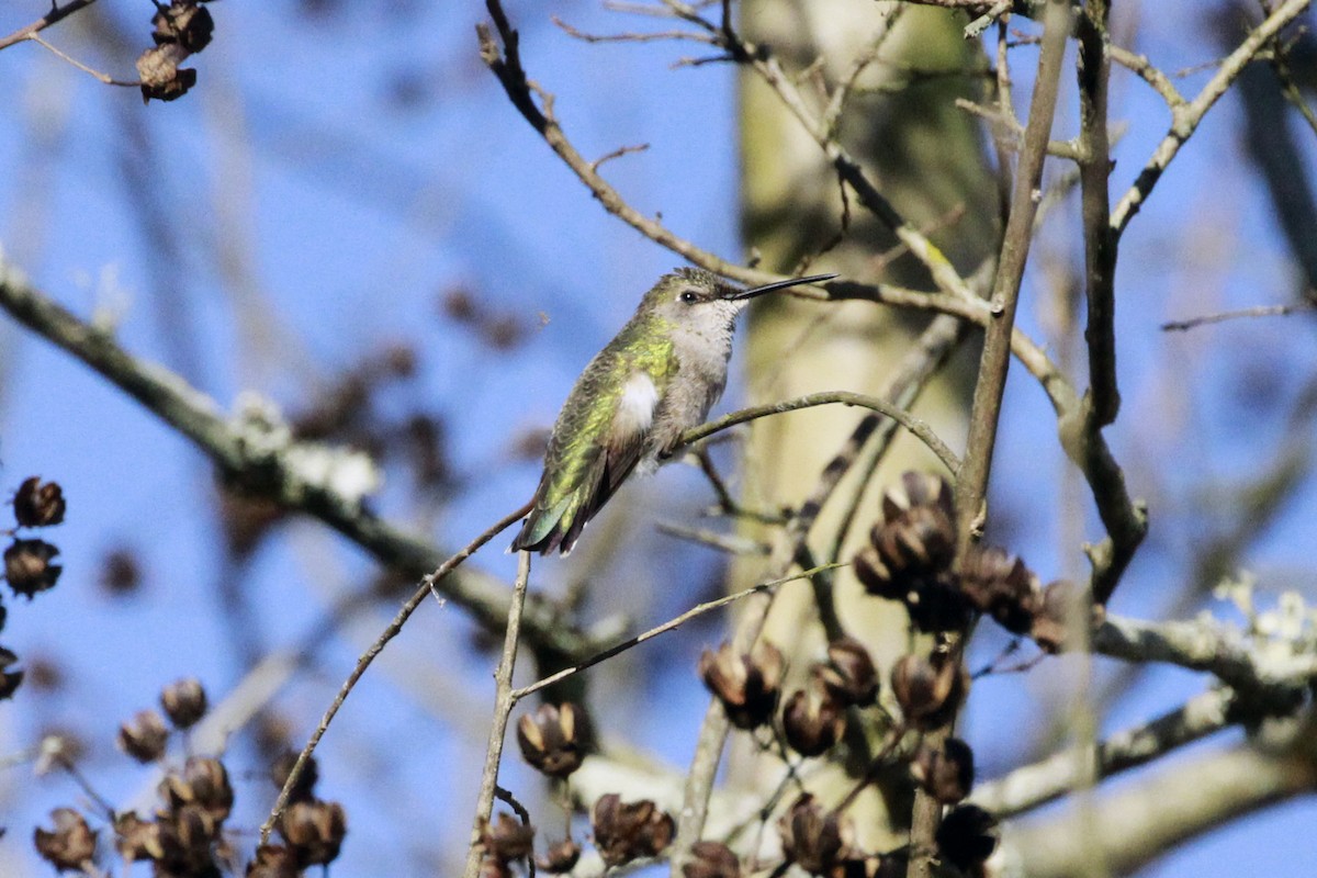 Ruby-throated/Black-chinned Hummingbird - ML647978420