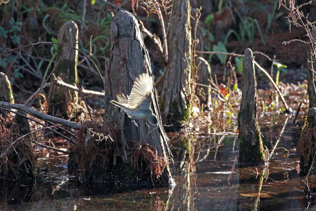 Eastern Phoebe - Connie Guillory