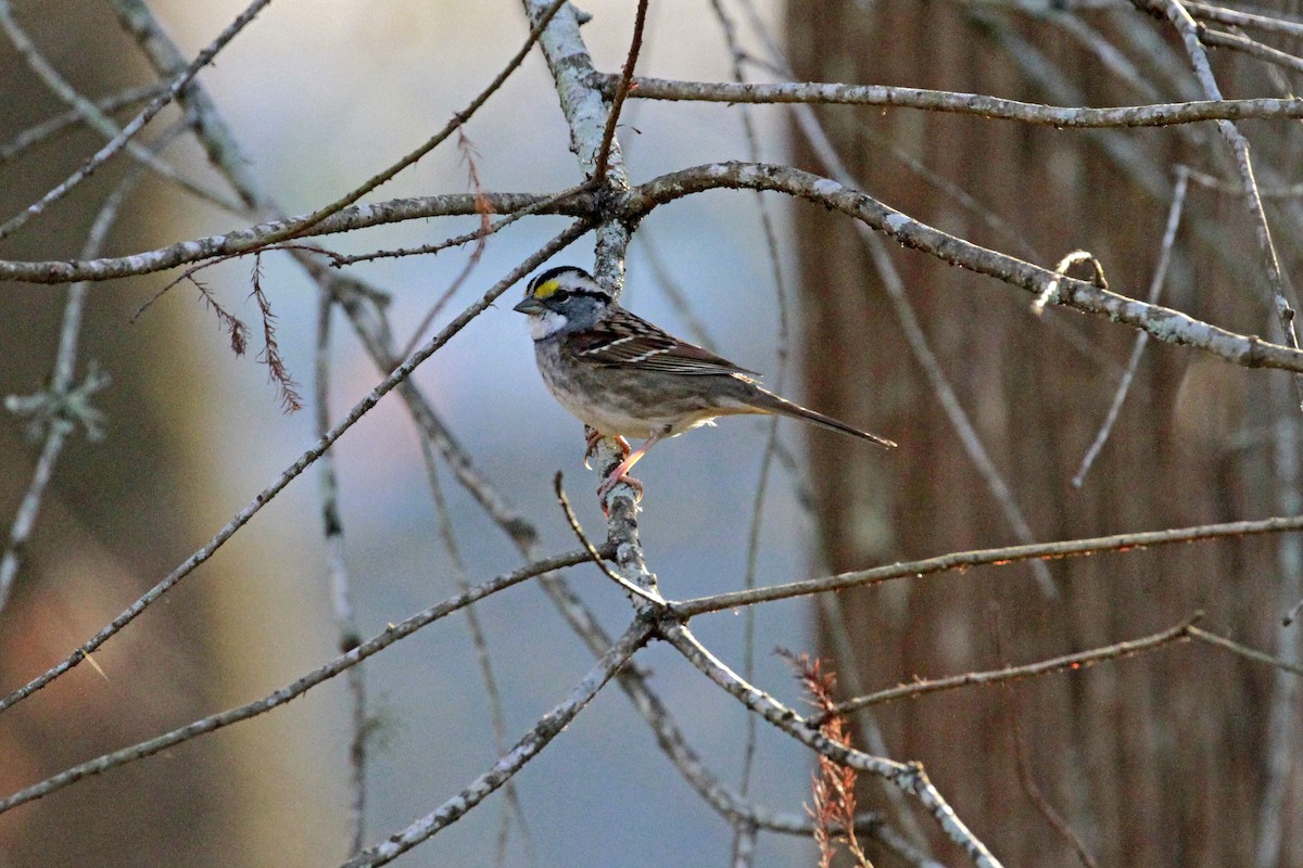 White-throated Sparrow - ML647978700