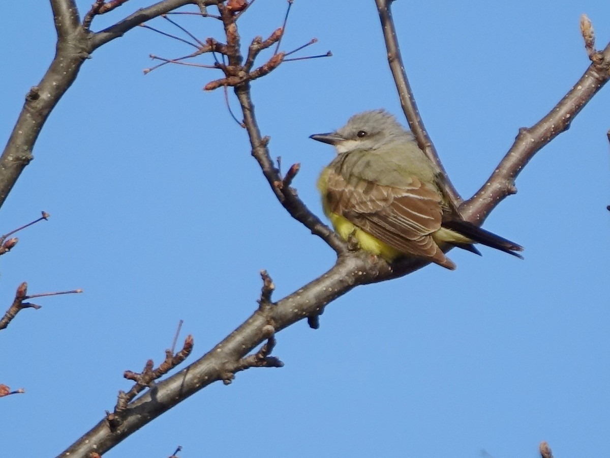 Тиран західний - ML647978875