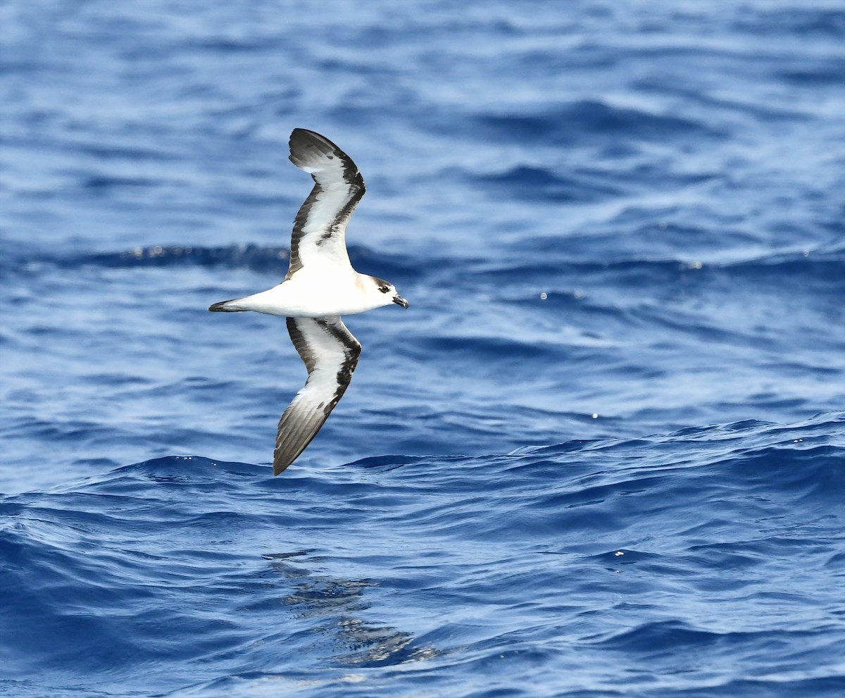 Black-capped Petrel - ML647979124