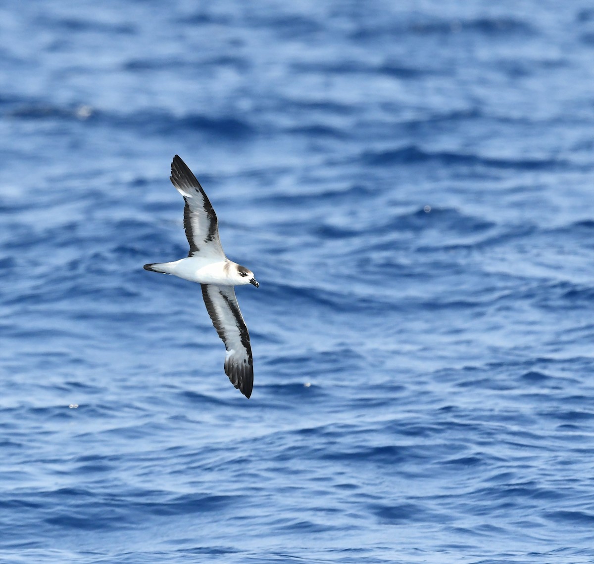 Black-capped Petrel - ML647979125