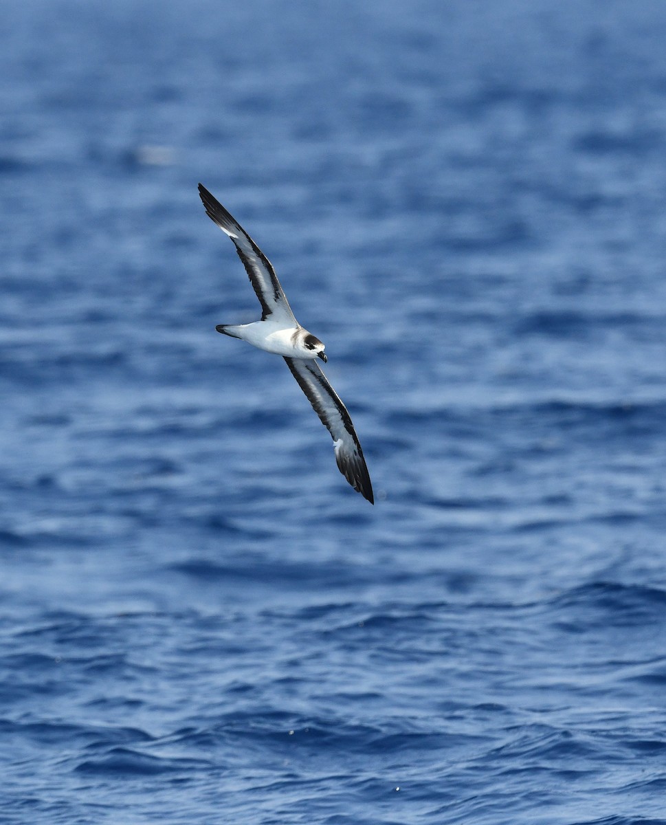 Black-capped Petrel - ML647979126