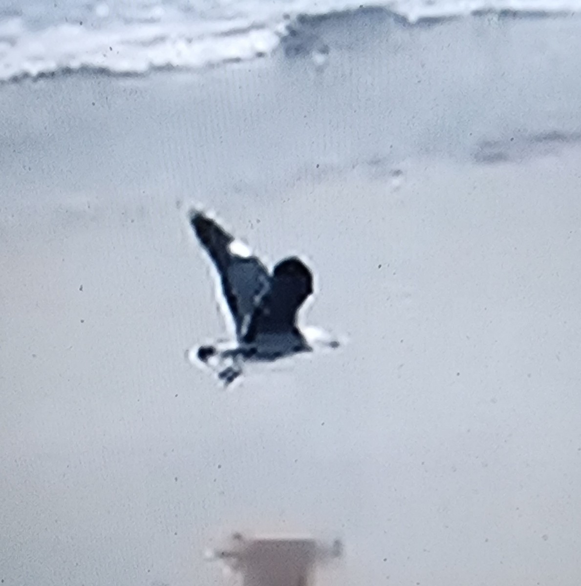 Heermann's Gull - ML647979333