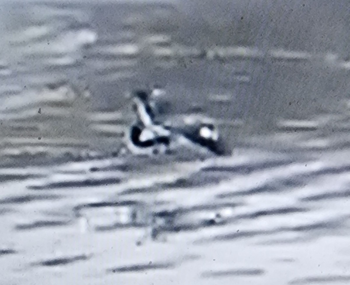 Heermann's Gull - ML647979334