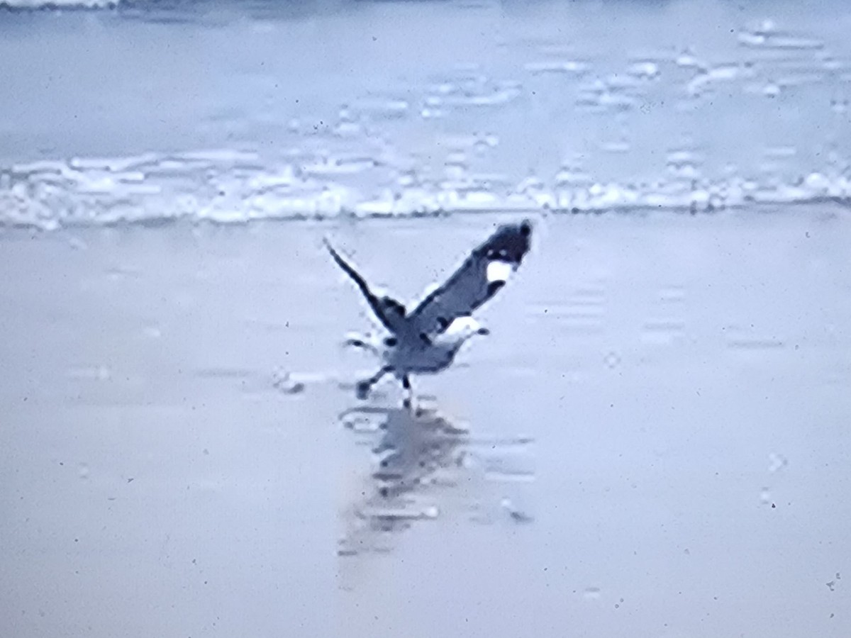 Heermann's Gull - ML647979335