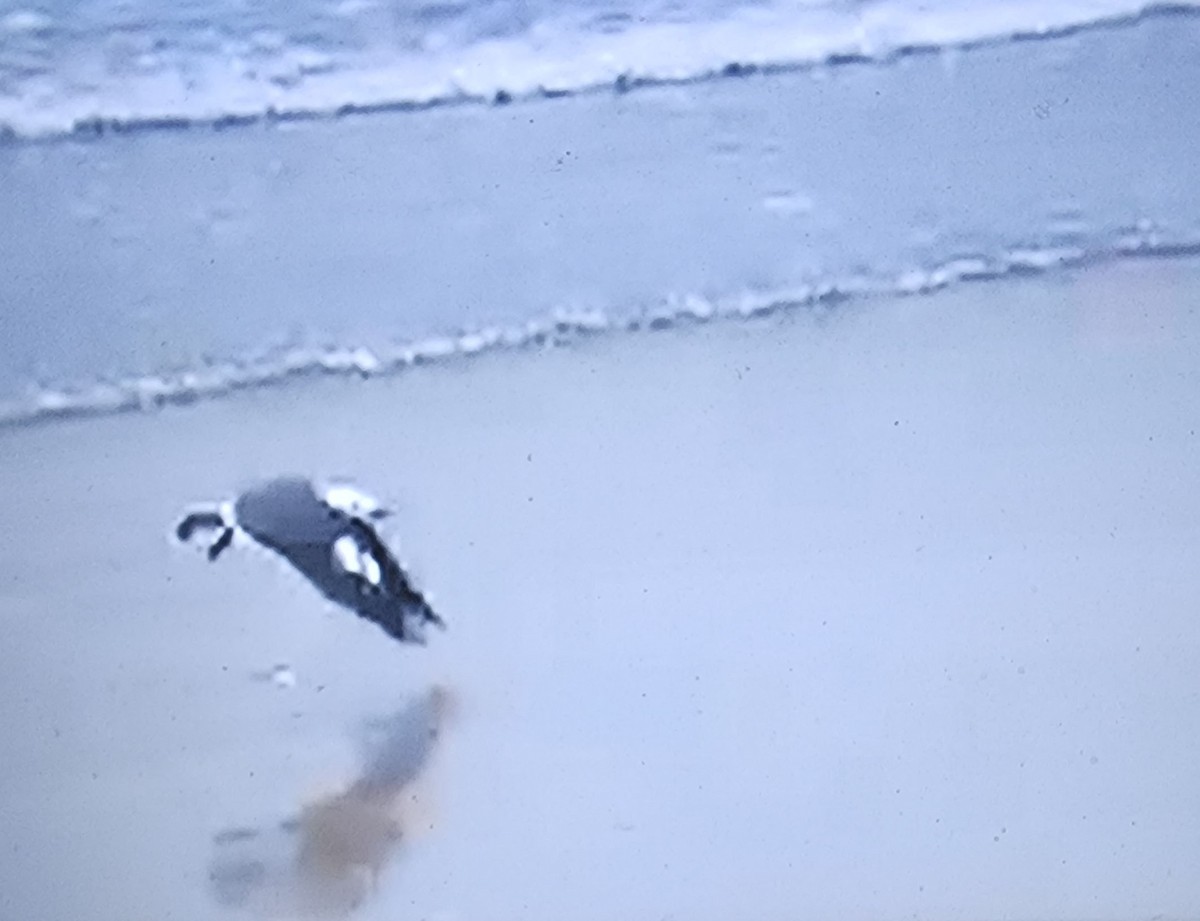 Heermann's Gull - ML647979336