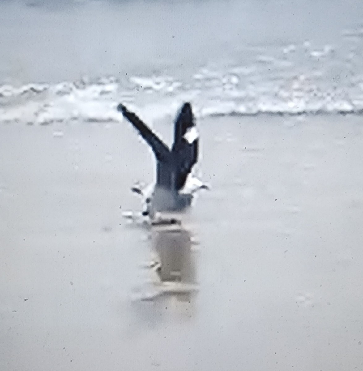 Heermann's Gull - ML647979337