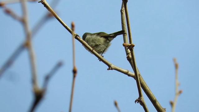 Ruby-crowned Kinglet - ML647979825