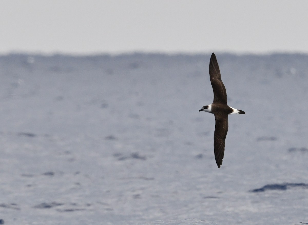 Black-capped Petrel - ML647979937