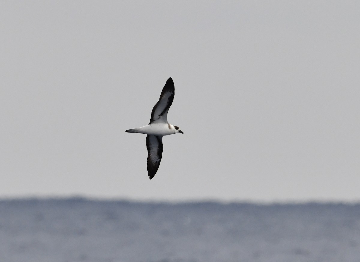 Black-capped Petrel - ML647979960