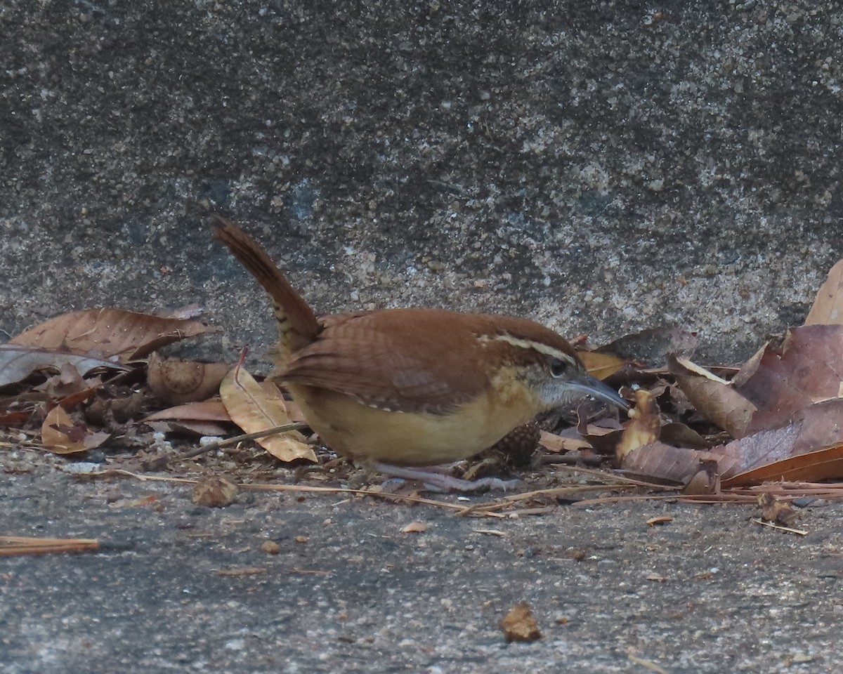 Carolina Wren - ML647980251