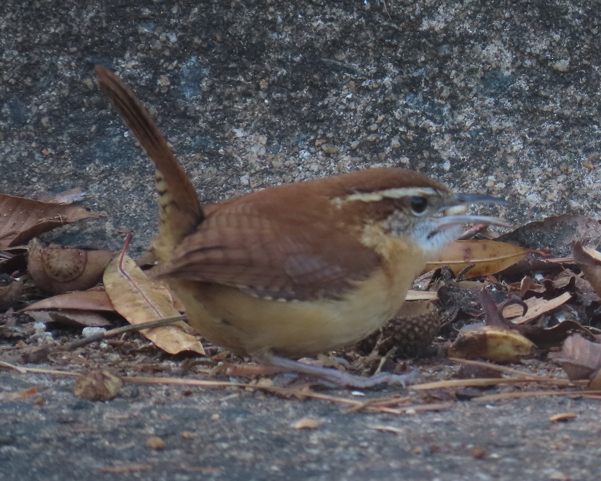 Carolina Wren - ML647980252