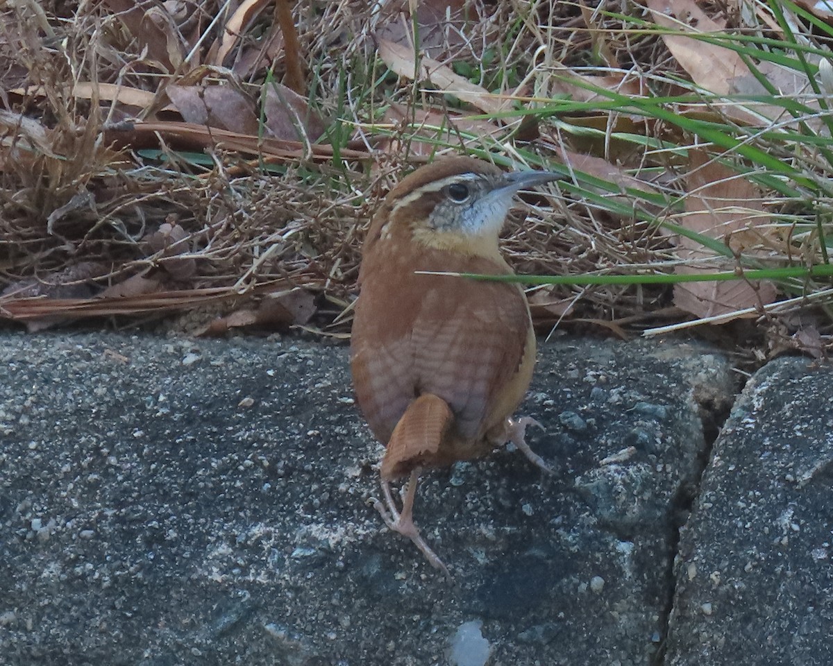 Carolina Wren - ML647980253