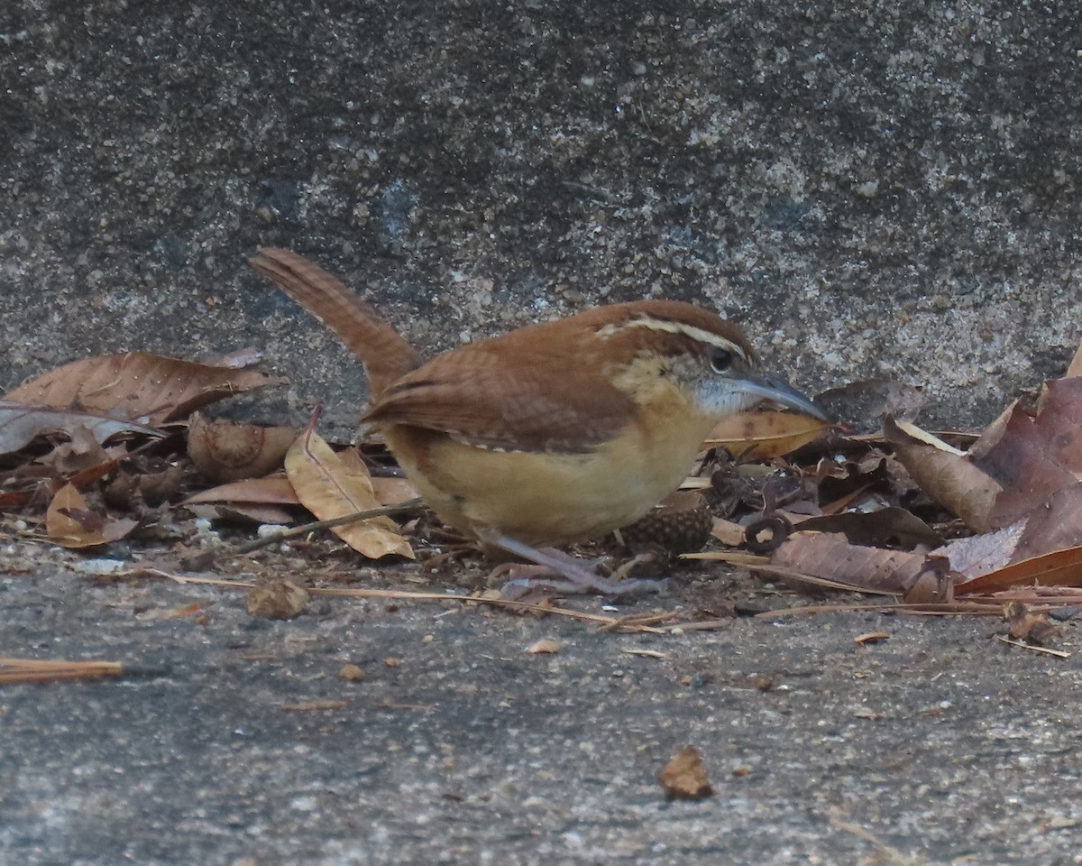 Carolina Wren - ML647980254