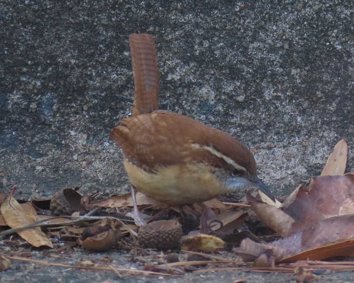 Carolina Wren - ML647980255