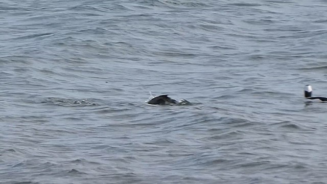 ヒメハジロ - ML647981614