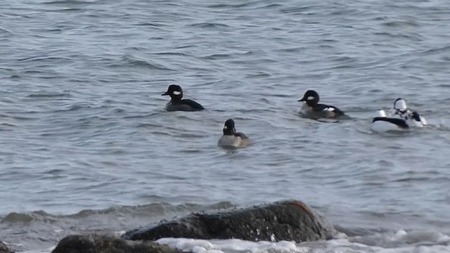 ヒメハジロ - ML647981715