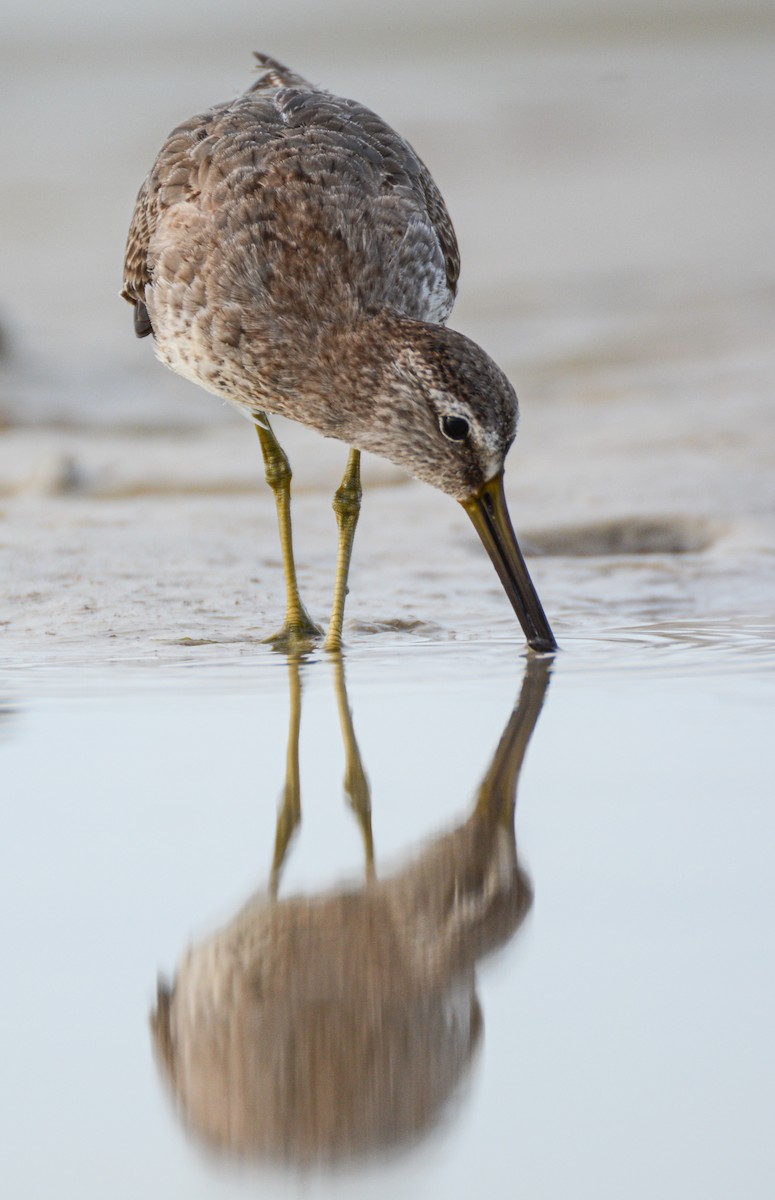 Kısa Gagalı Suçulluğu - ML647981996