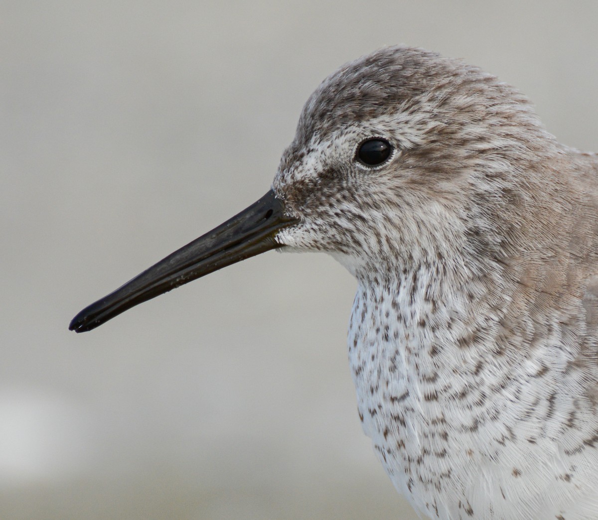 Büyük Kumkuşu - ML647982253