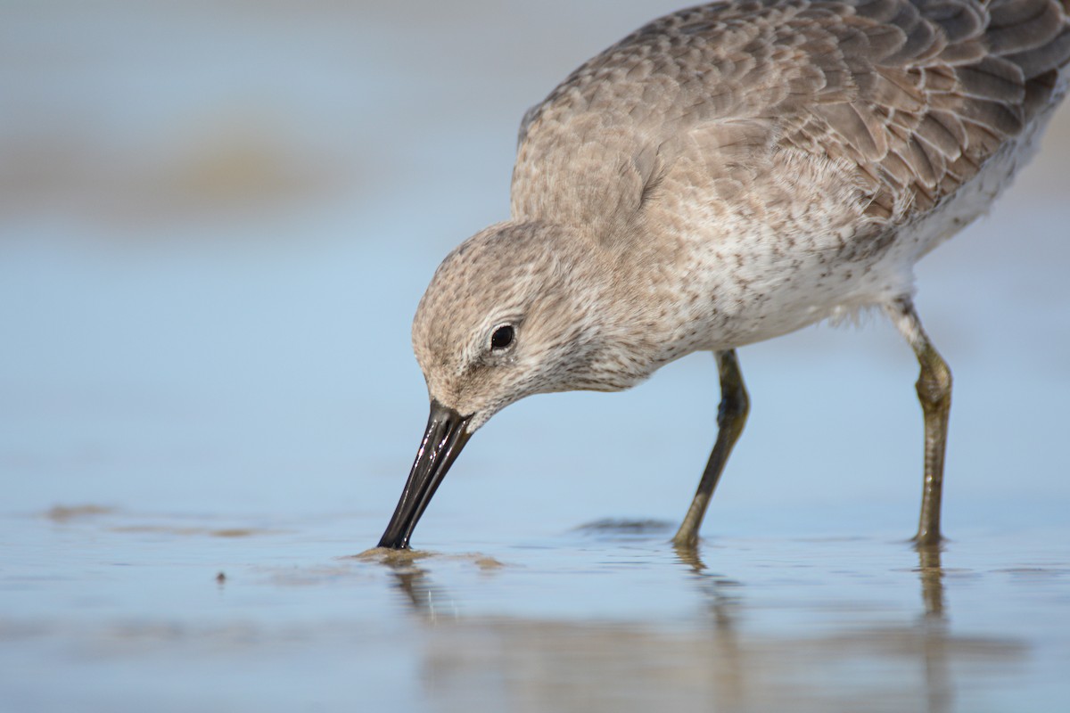 Büyük Kumkuşu - ML647982256