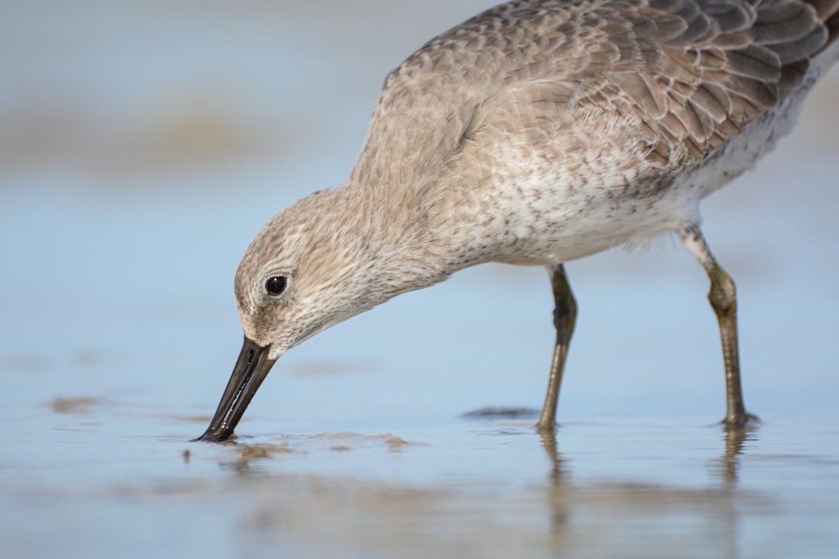 Büyük Kumkuşu - ML647982257