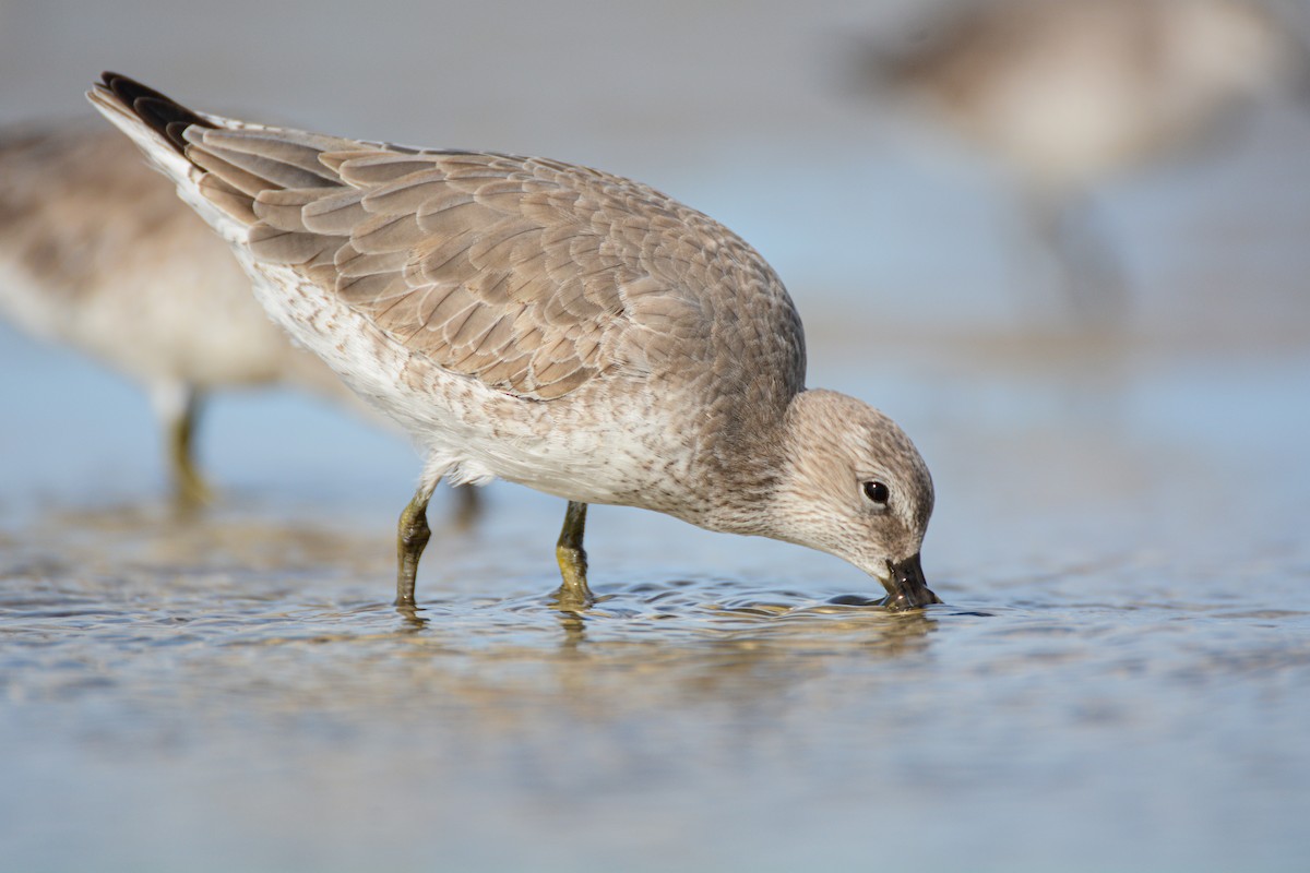 Büyük Kumkuşu - ML647982258