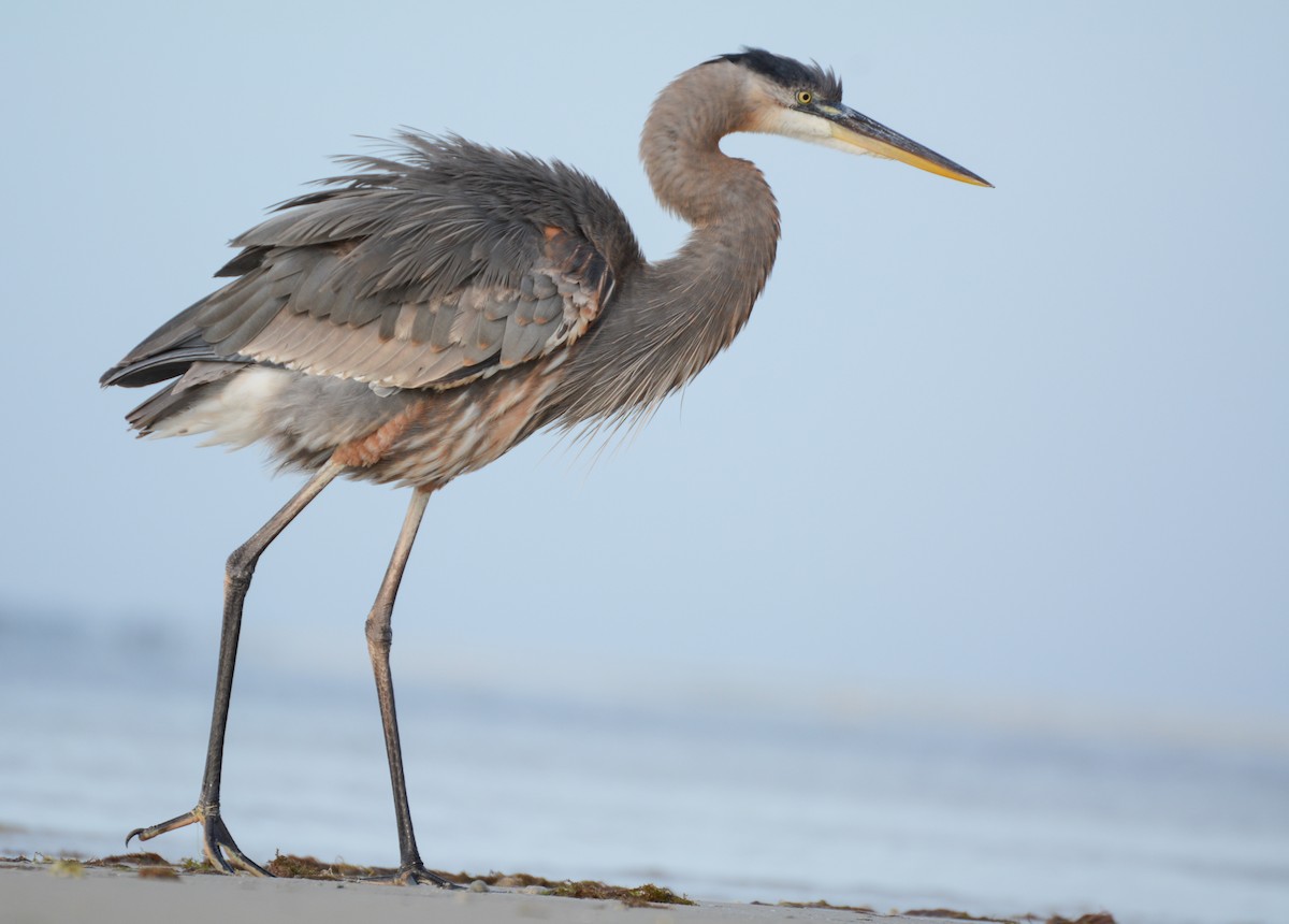 Amerika Gri Balıkçılı [herodias grubu] - ML647982312