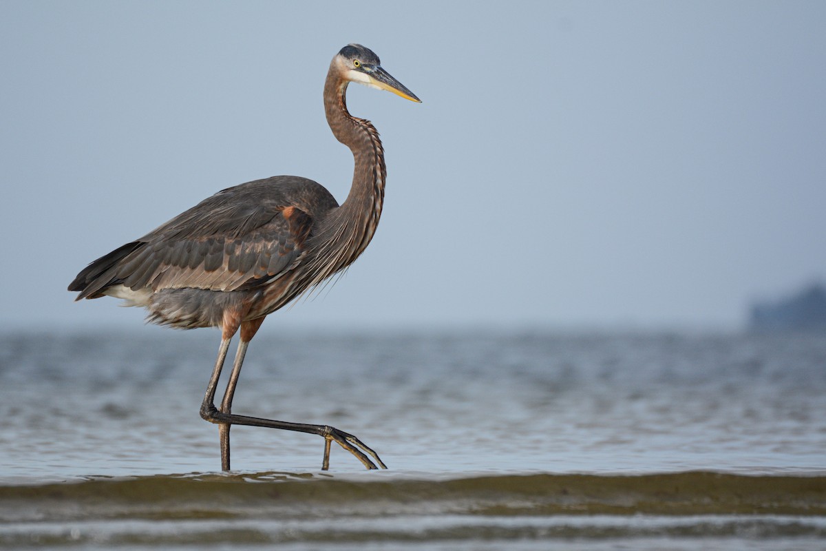 Amerika Gri Balıkçılı [herodias grubu] - ML647982313