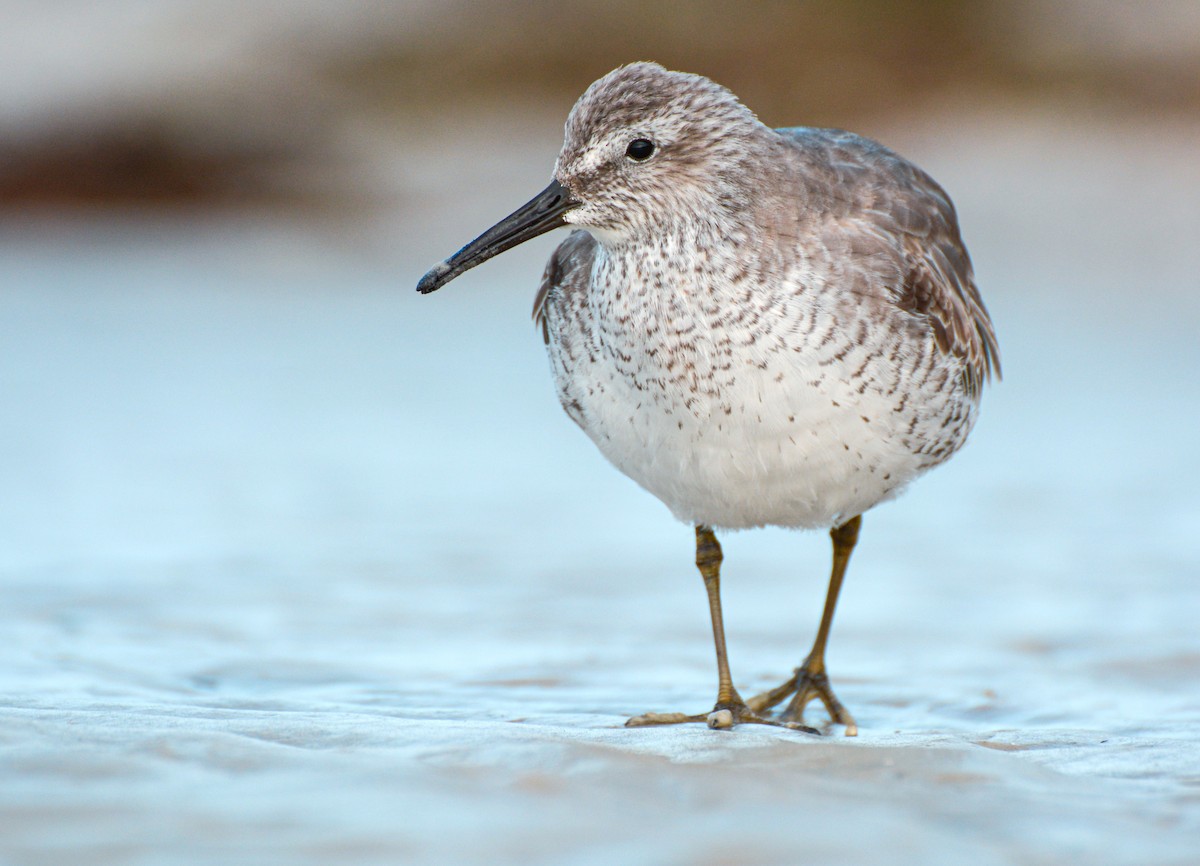 Büyük Kumkuşu - ML647982962