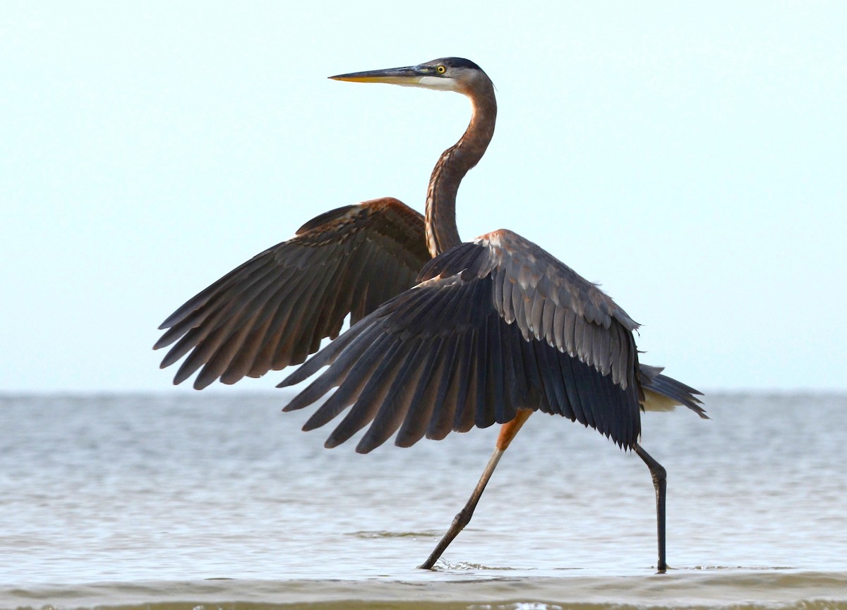 Amerika Gri Balıkçılı [herodias grubu] - ML647983548