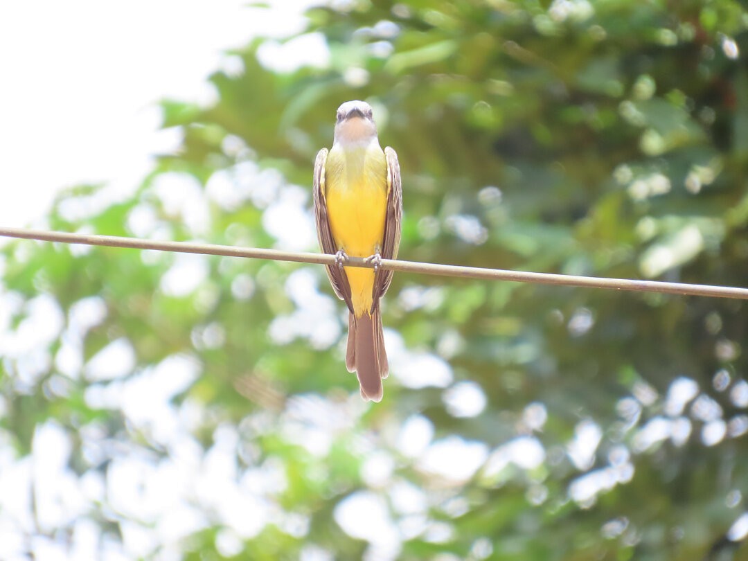 White-throated Kingbird - ML647983591